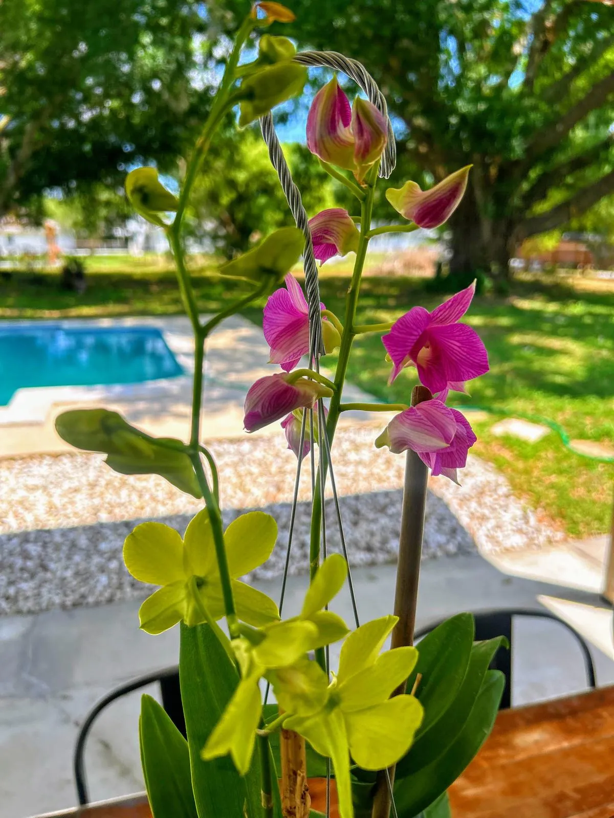 Lime green Dendrobium orchids in full bloom