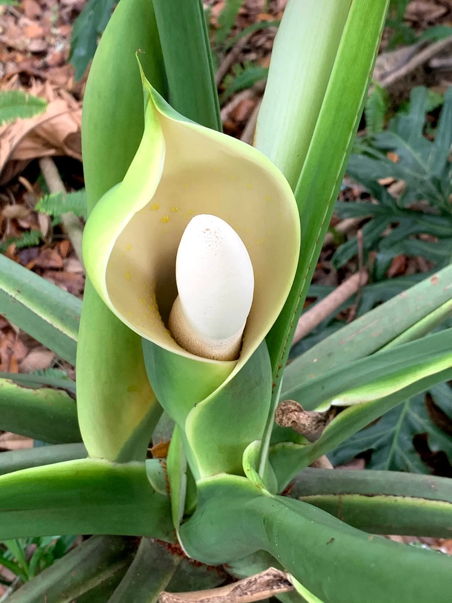 The open Guaimbe bloom revealing its creamy spadix inside the green spathe