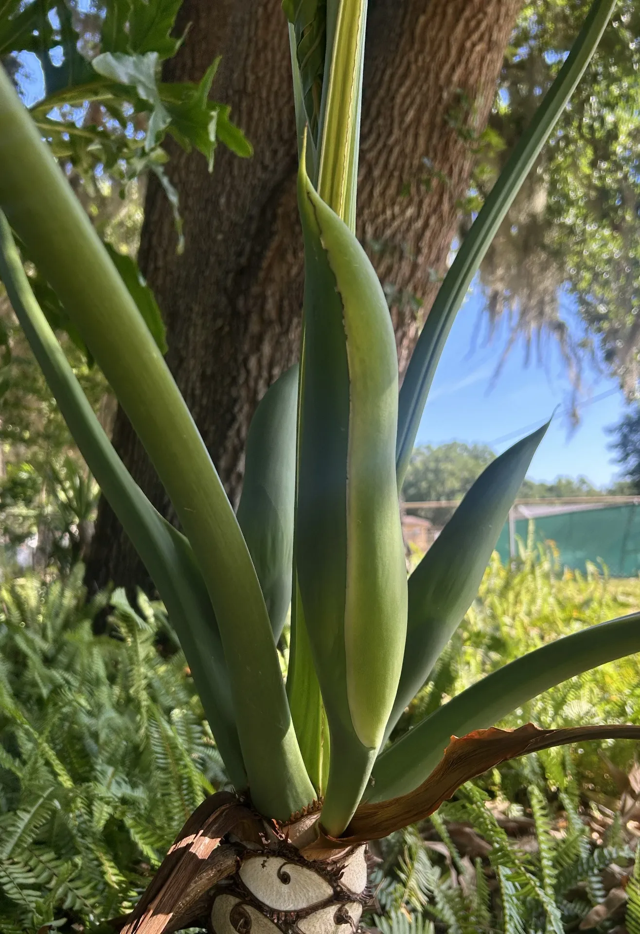 A closed Guaimbe flower pod (spathe) emerging among the leaves