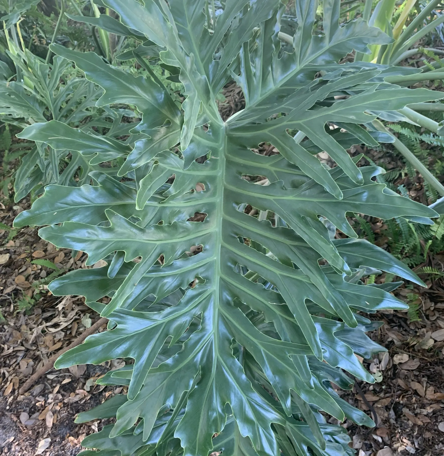 A young Guaimbe plant with deeply lobed tropical leaves