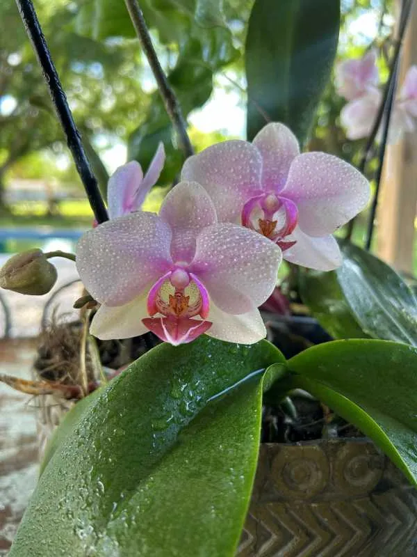 A vibrant Phalaenopsis orchid in full bloom showing deep pink petals on a backyard patio