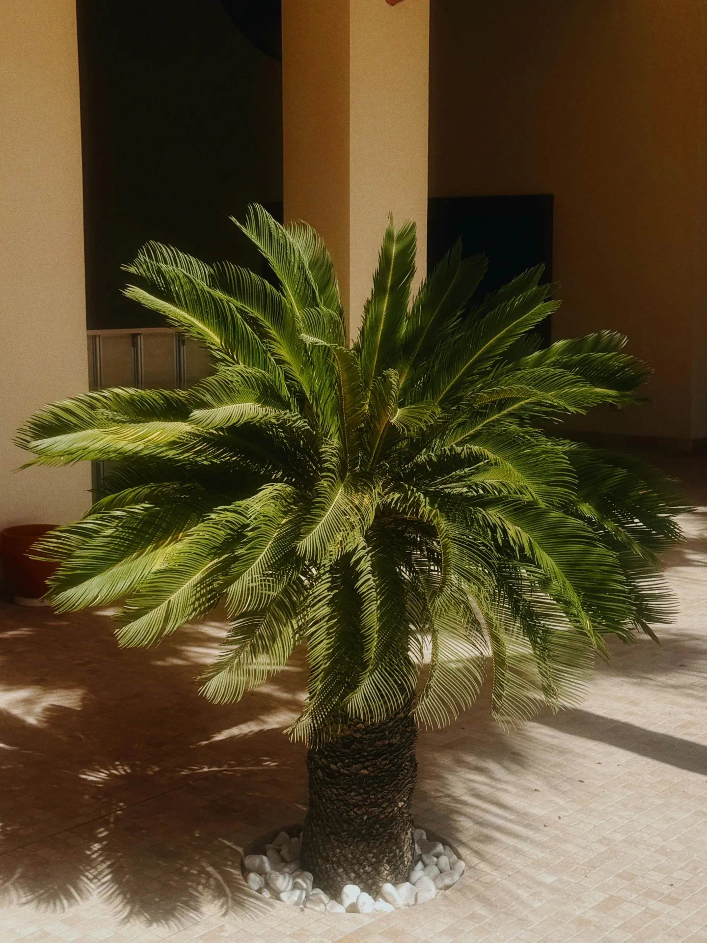 A mature Sago Palm in a Florida garden after pruning