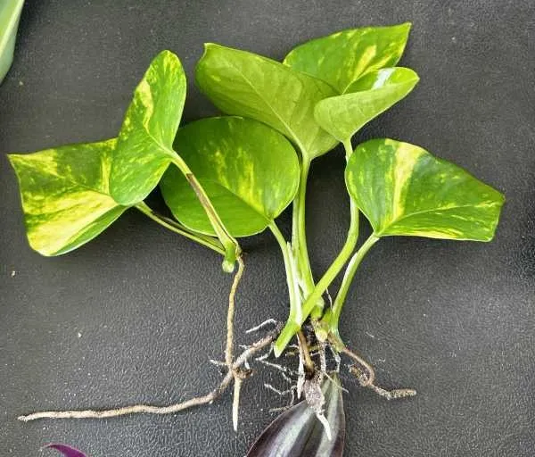 Several fresh green Pothos vine cuttings lying flat on a table, cleanly snipped and ready to be placed in water